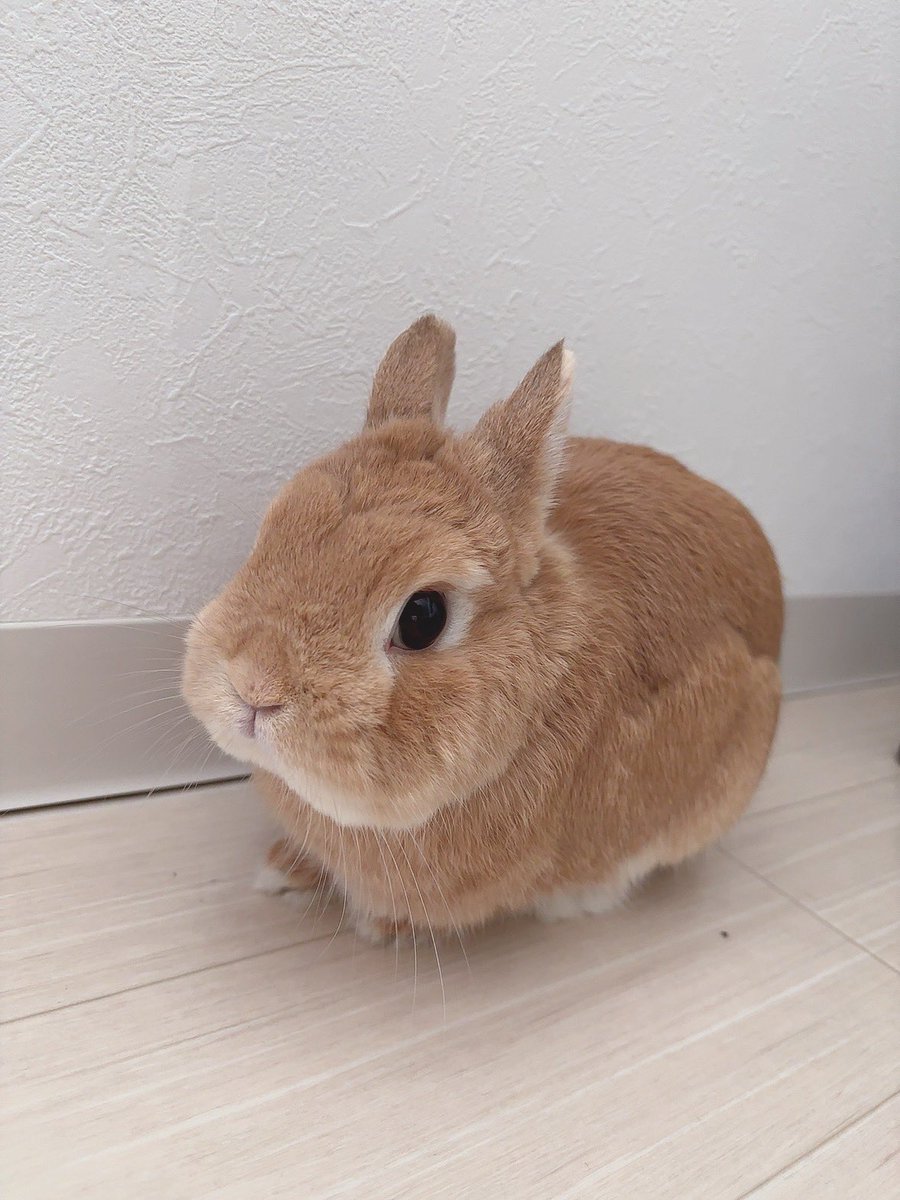 ちょこん #うさぎ #うさぎがいる暮らし #ネザーランドドワーフ #bunny