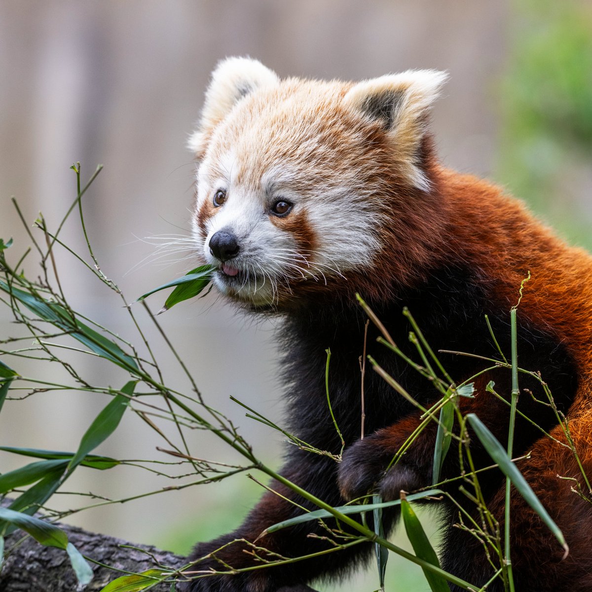 It's bank holiday Monday! 😎 The sunshine is out and there is no better way to spend the day than at the Safari Park 🦁😁 It is also the last time to see our red panda cub, Lushan before she heads to pastures new ❤️ 🎟️ WMSP.CO.UK