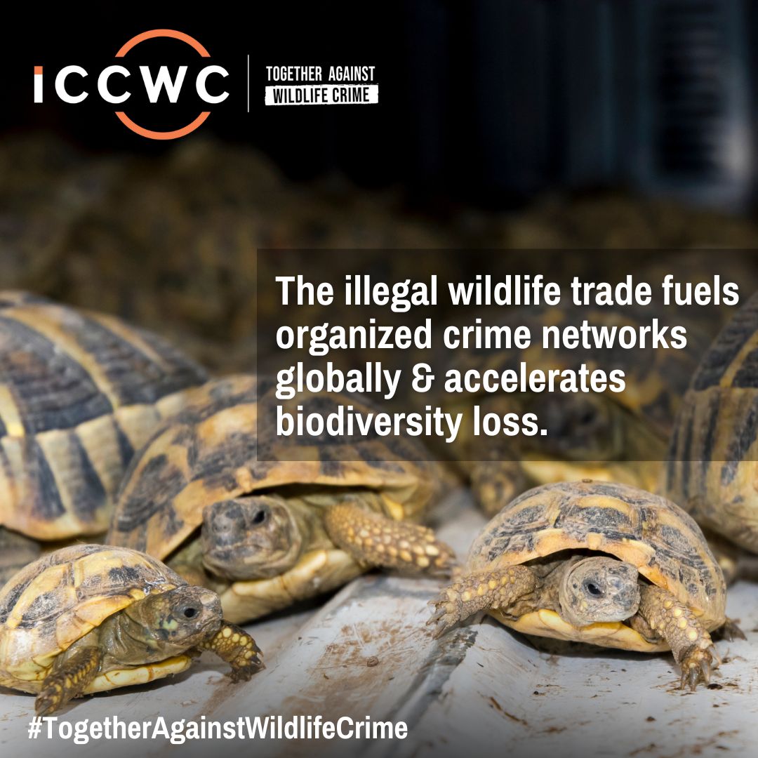 The impacts of the illegal wildlife trade are numerous, spanning from biodiversity loss to the fuelling of transnational organized crime networks. Find out more about how #ICCWC is working to combat wildlife crime. ➡️ bit.ly/3EimxCg #TogetherAgainstWildlifeCrime