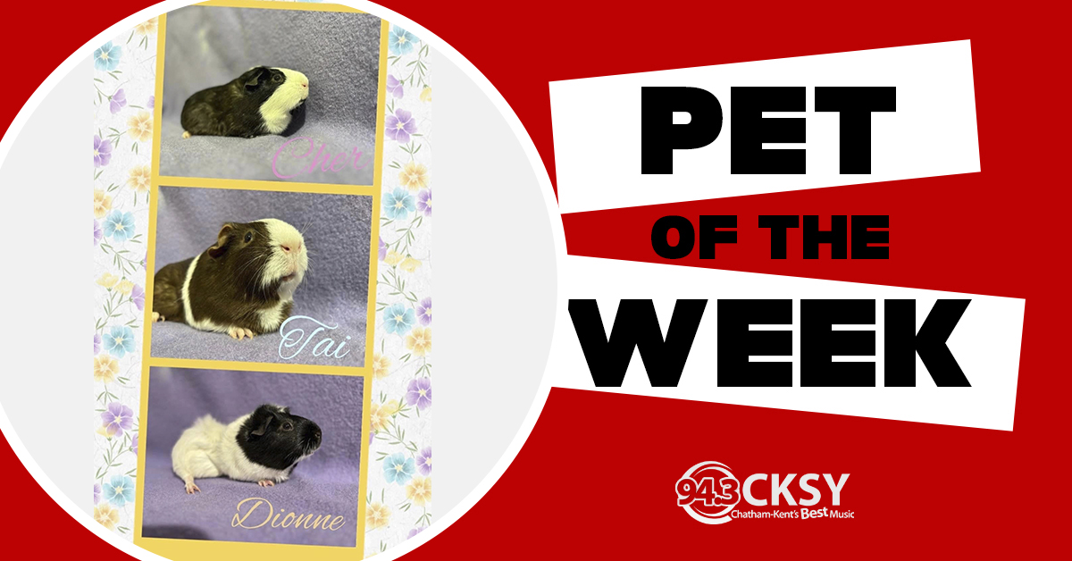 #CKMORNINGS Pet(s) of the Week: Meet Cher, Tai, and Dionne - a trio of guinea pigs.

Contact the @pawrrescue or check out: 943cksy.com/blogs/mornings…

#PetoftheWeek @pawrrescue #ckont #CKMORNINGS