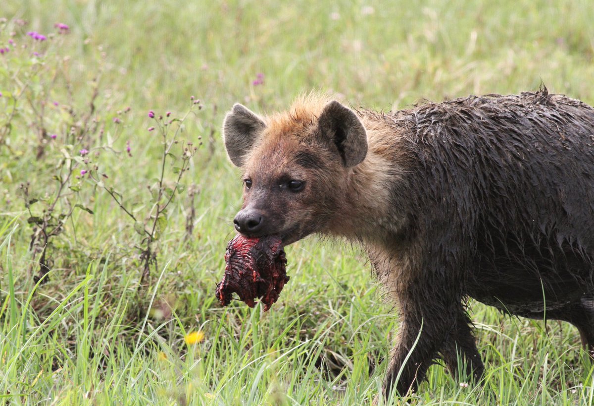 Jonathan Meyrav tweet media