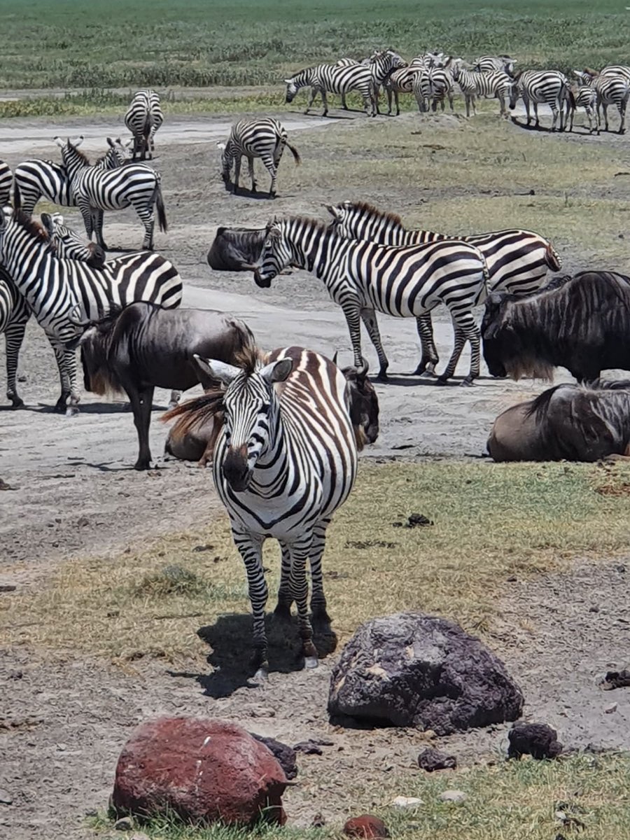 Ngorongoro crater one of the most beautiful place in the world.. lerionkaadventures.com
.
.
#afrca #sevenwonders #SevenWondersCity #worldtraveler #worldtravel #worldwide #tanzania #tanzaniasafari #tanzaniaparks #tanzanianculture #tanzanianationalparks #tanzaniaunforgettable