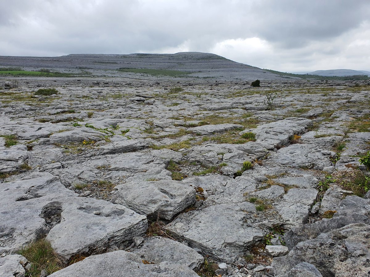 GrasslandsIrl's tweet photo. Signs are good as I arrive into the #Burren to lead walk on #GreatIrishGrasslands for #BurrenInBloom today ... look at these beauties 😍 https://t.co/ACud2h1kHx