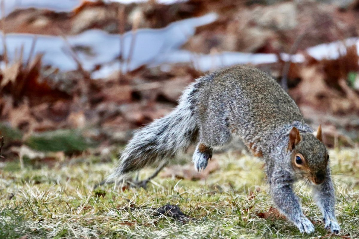 It's going to be a great week for nut gathering!

When the week starts on #Sciuridae, it is rich with opportunities (for nuts!). Pounce!

Every day is #Sciuridae!

#fightlikeasquirrel #SquirrelStrong 🐿️💪#SaveGreySquirrelUK #SquirrelScrolling #squirrel #Eichhörnchen