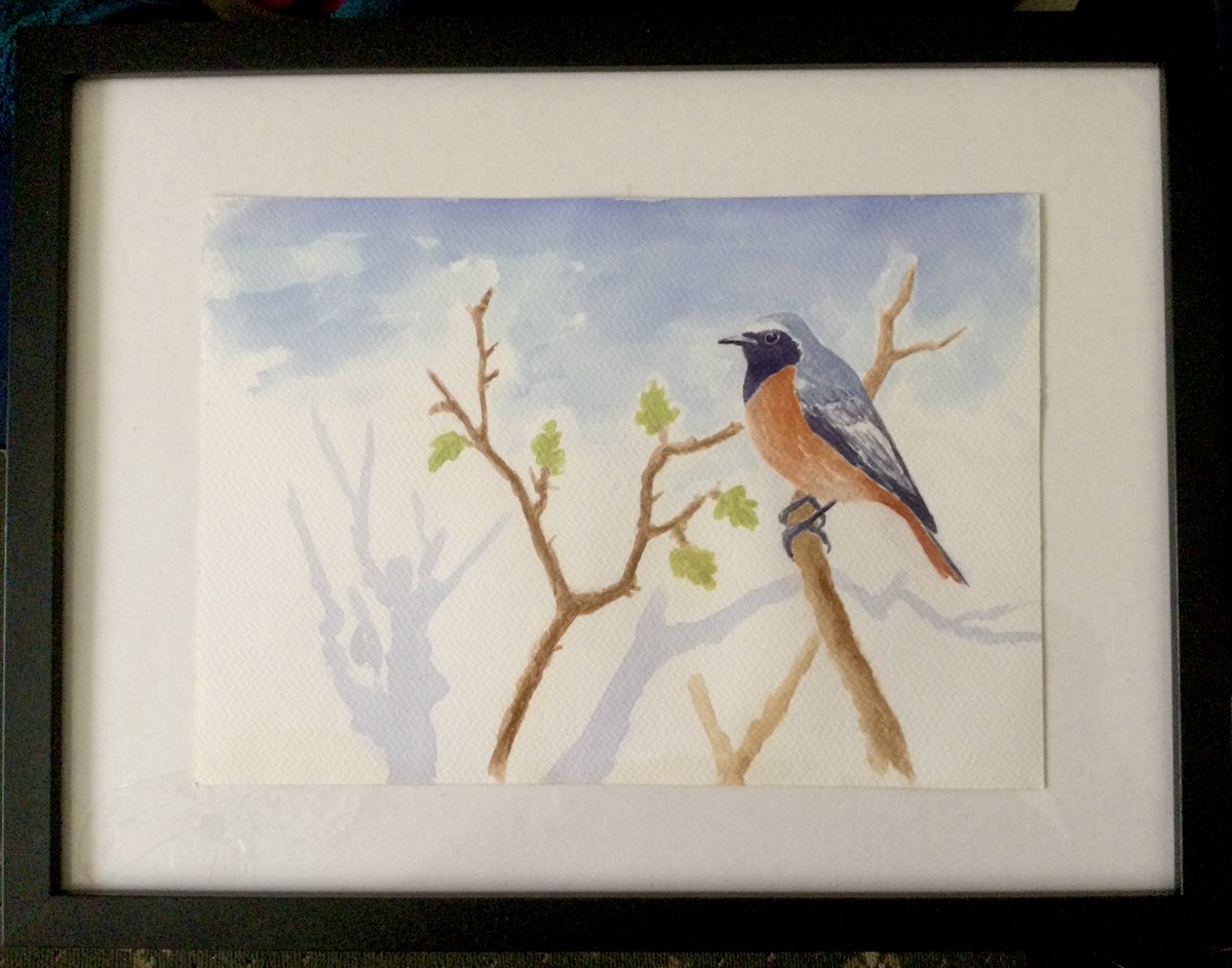 Redstart framed, looks like an arty day as this wet spring continues! Have a good day all 🙏