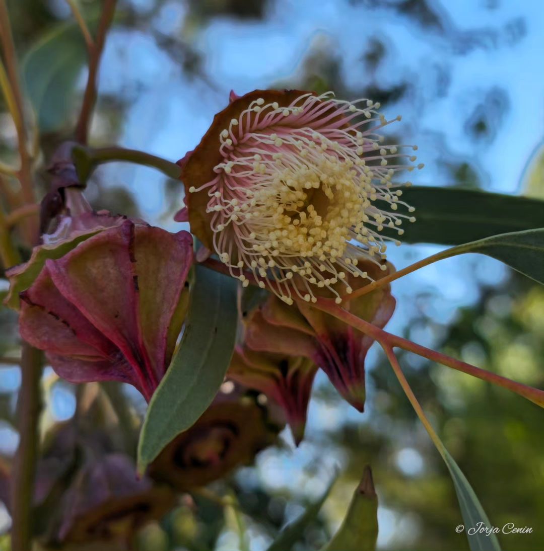 EucalyptAus tweet picture