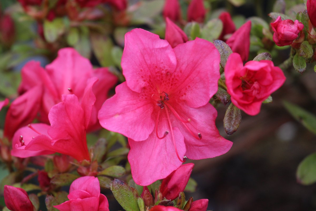 No filters, no editing, and still I feel like the lens never does the colour of the azalea flowers the justice they deserve...