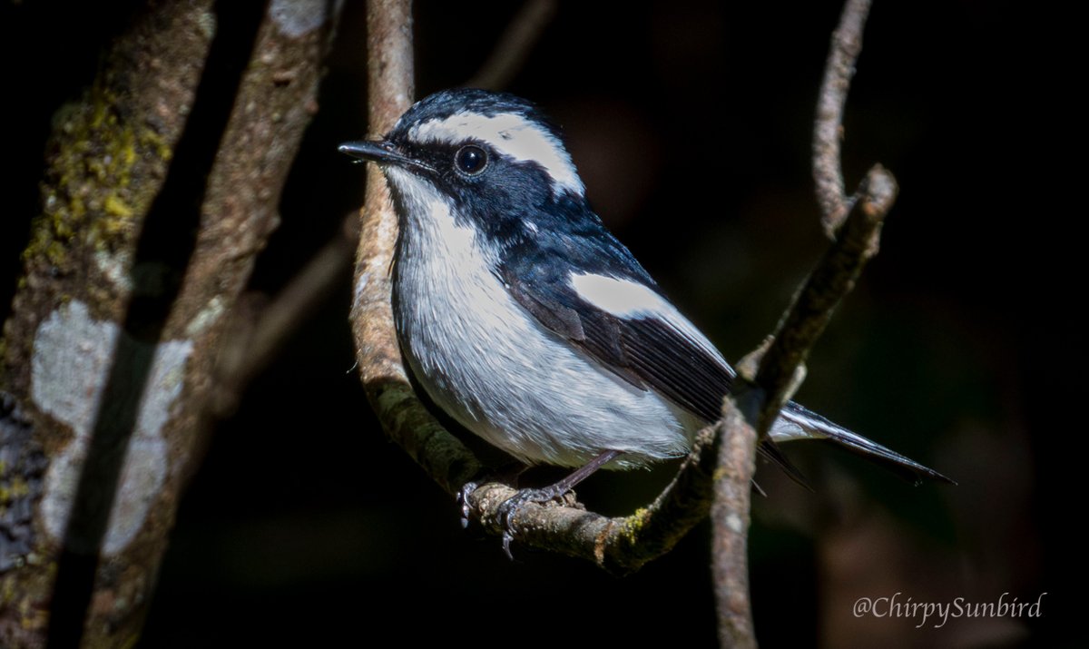 Little Pied Flycatcher (♂️) at Doi Inthanon National Park, Thailand. #BirdsSeenIn2024 #birds #birdwatching #birding #naturephotography #TwitterNatureCommunity #birdphotography