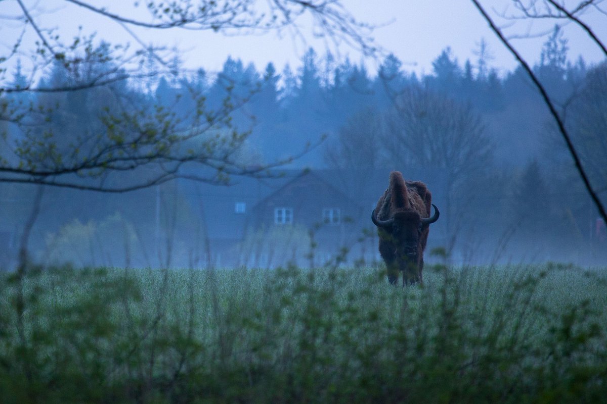 Symbol för Białowieża är visenten - det största landdäggdjuret i Europa. Białowieża-skogen var den plats där den fanns kvar längst i vilt tillstånd. Idag finns här världens största viltlevande population av visenter. Nästan 600 individer lever i den polska delen av skogen.