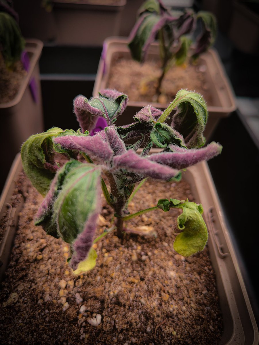 Lady in purple 🌿
Potato and drought...not the best combination. 

#Plantsarefascinating #potato #drought #plantresearch