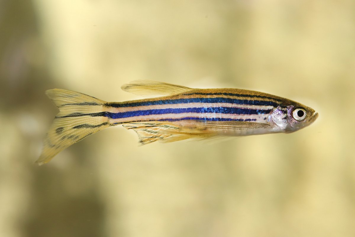 A new study by @UCLLifeSciences and @OxfordStrubi looked at zebrafish to give insights into the development of #BrainAsymmetry. This is crucial for a better understanding of the brain function and #NeurologicalDisorders 🐟🧠🔬 Discover more 👉 ndm.ox.ac.uk/news/new-insig…