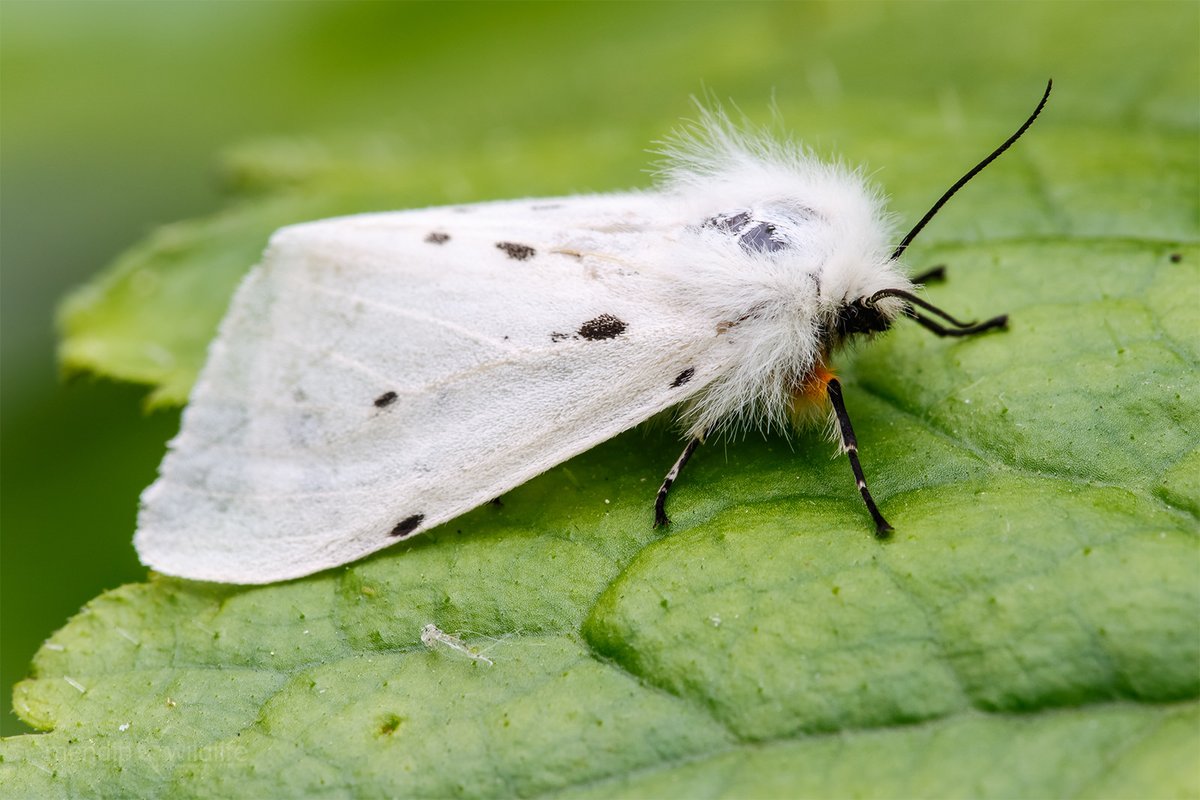 Happy #MothMonday! We're already hearing reports of Muslin moths (Diaphora mendica) being spotted this month 🤩 These fuzzy moths can be found in many open habitats, including sand-dunes, gardens, downland and hedgerows. 📸: Rachel Scopes, Heath McDonald #MothsMatter