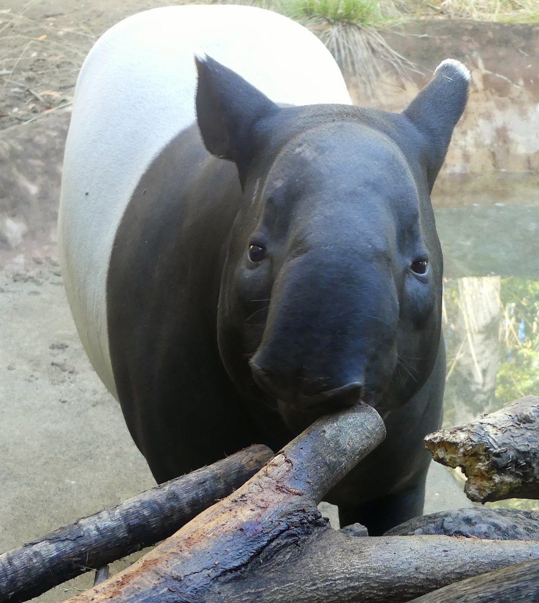 会いたいなぁ、ひでお。
📷2023.12.6
#ズーラシア #よこはま動物園 #ZOORASIA
#マレーバク #Malayantapir #ひでお