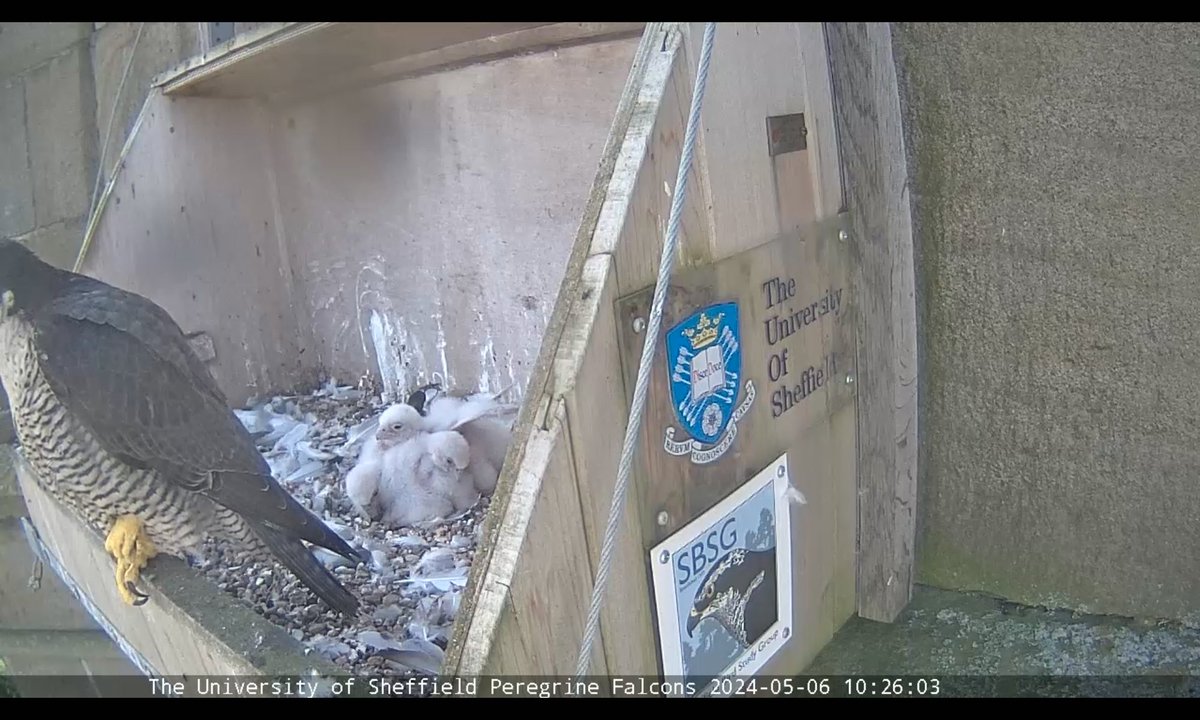 One of the youngsters was doing practice wing flapping at 10.26am 😍 @SheffPeregrines