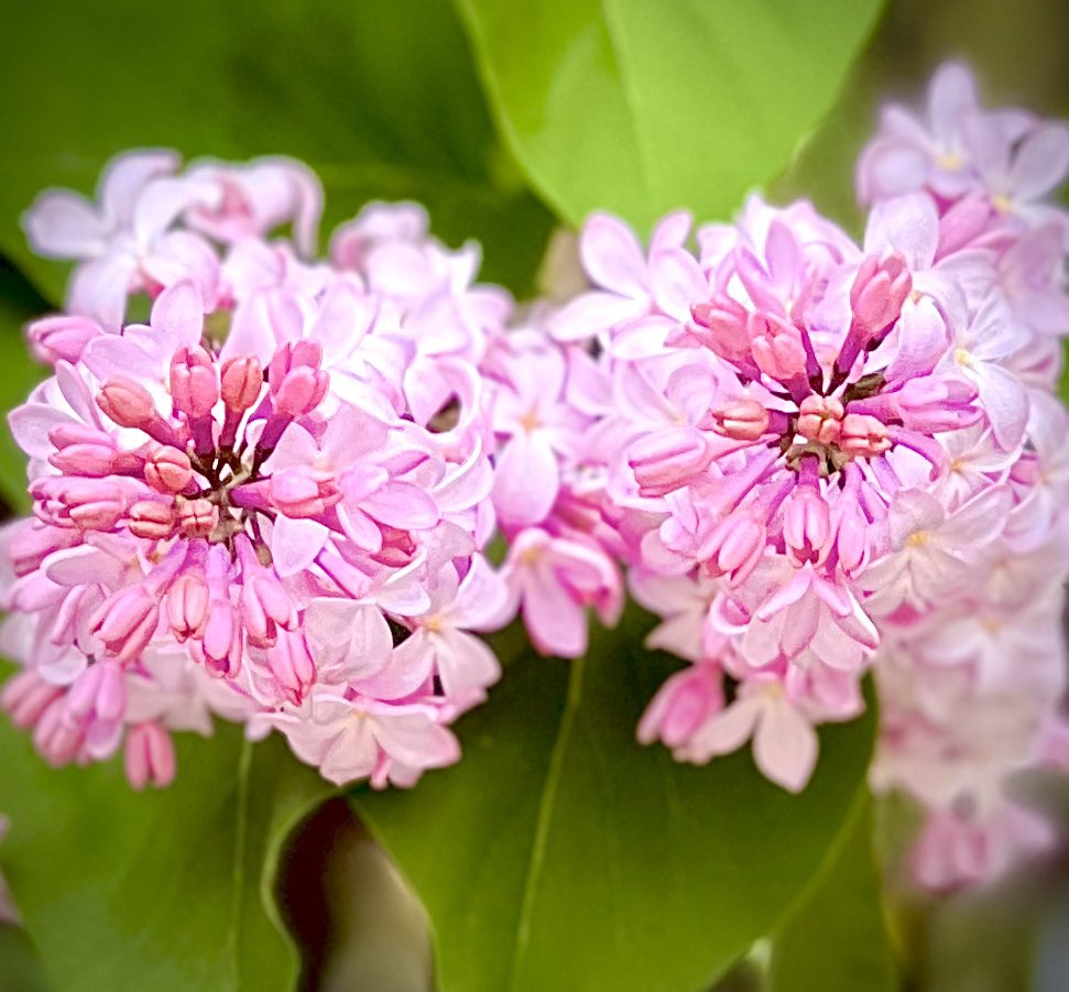Morning!
#scentedflowers #lilacs #mygardenflowers #GardenersWorld  #gardening  #springblooms #FlowersOfTwitter #hereandgone