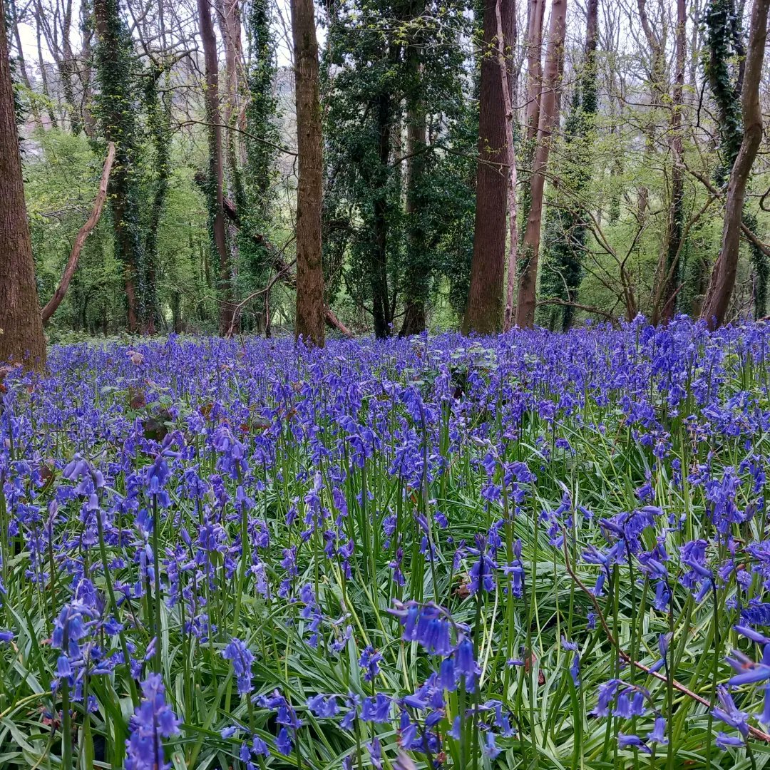 Bluebells in full bloom #spring #nature #wiltshire #longleat #cranbornechase #woodland #bluebells #walking #lovewhereyoulive #bluebellwoods #flowers #springflowers @Longleat