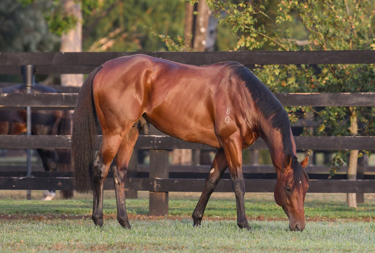 Golden Winner “Shinzo” ( Snitzel X Samaready) at Coolmore Australia @CoolmoreAus @CoolmoreAus