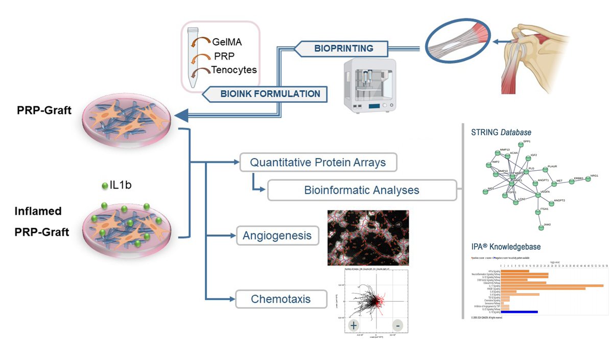 🌟#LatestPaper #notablepaper 📚Assessing Bioprinted Functionalized Grafts for Biological Tendon Augmentation In Vitro 🔗mdpi.com/2768048 👨‍🔬By Dr. Isabel Andia et al @MDPIOpenAccess @MDPIBiologySubj @biobizkaia #extrusionbioprinting #tendon #Graft #plasma #angiogenesis