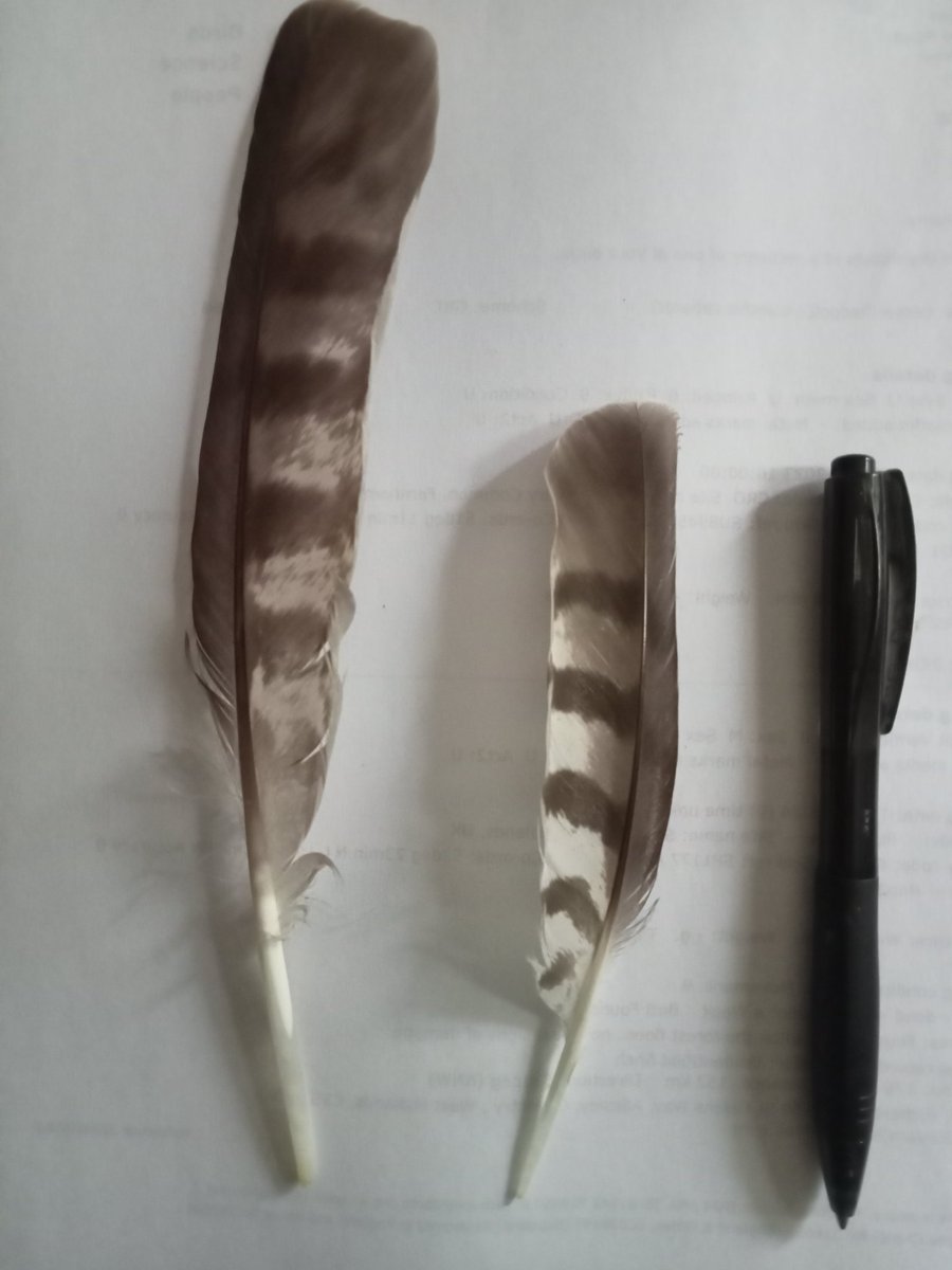 Female accipiters moult on the nest whilst incubating, this photo illustrates the size difference between Goshawk and Sparrowhawk, both are secondary feathers