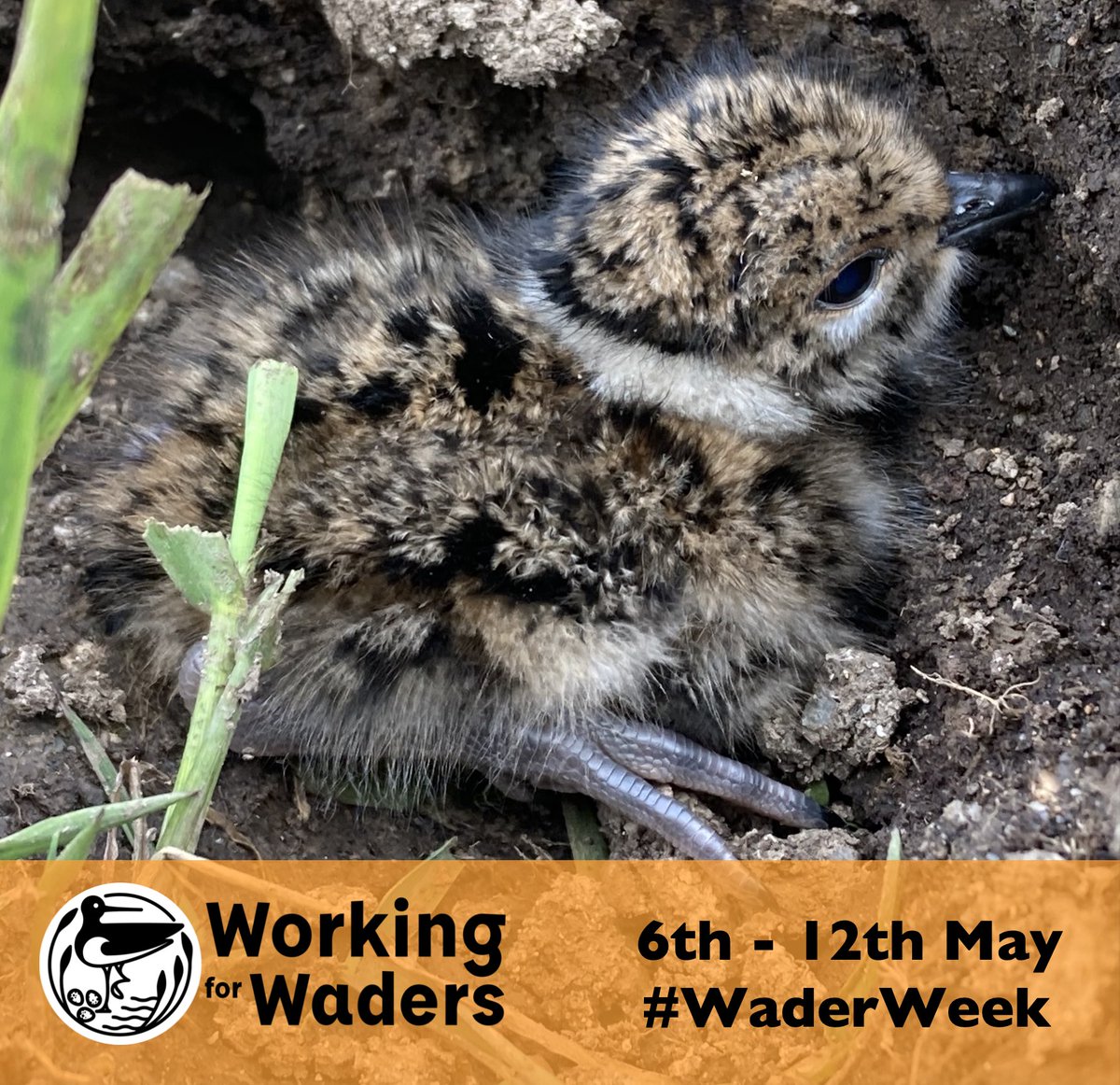 Waders are on their nests, and the first chicks are starting to appear - it must be #waderweek! Working for Waders is made up of many different partners from @RSPBScotland & @BTO_Scotland to @Gameandwildlife & @ScotGamekeepers plus individual farmers and land managers 1/5