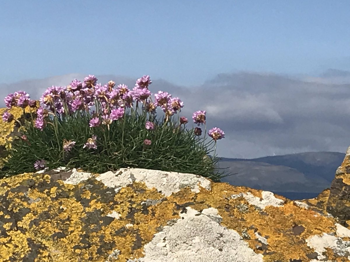 Sea pinks. Arran.

#scottishislands #clydeislands #scotland #love #unlimitedscotland #visitscotland #lovescotland #scotlandphotography #andydrane