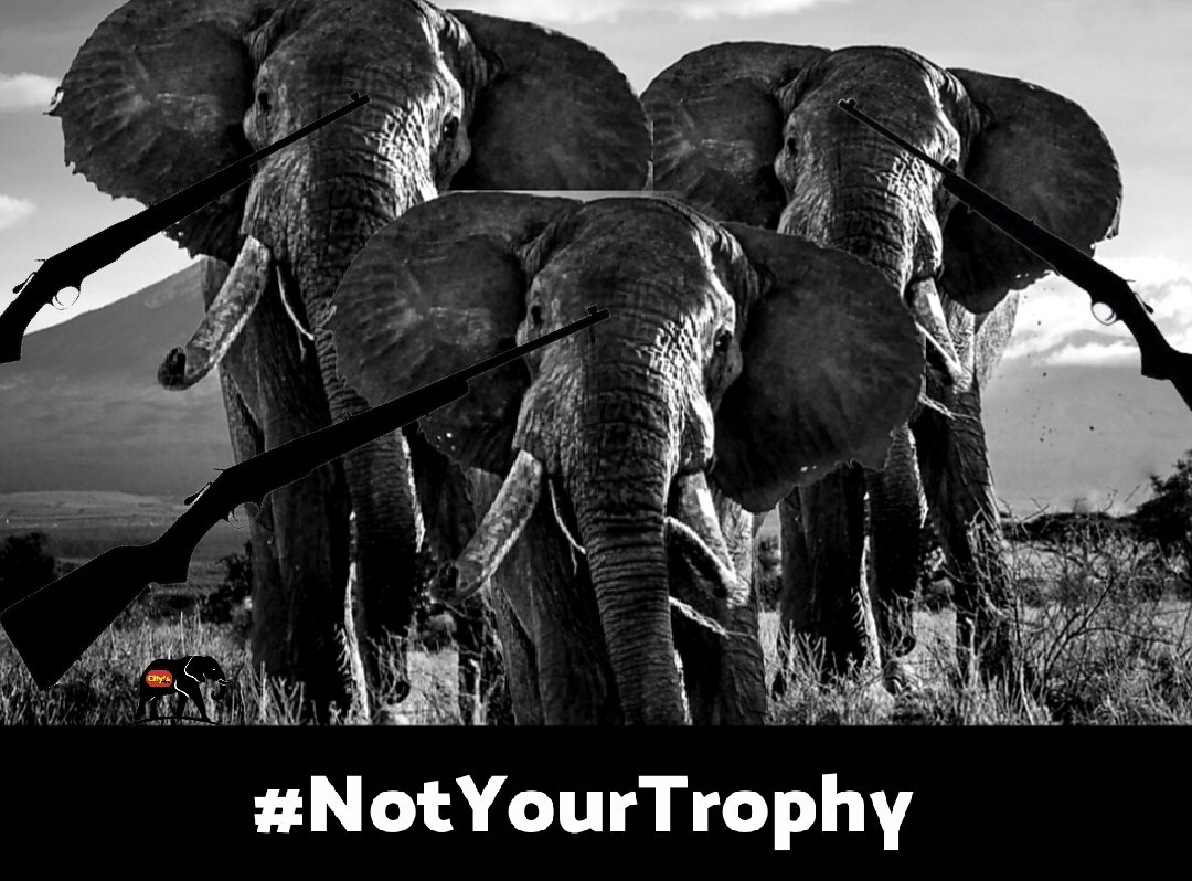 #NotYourTrophy
I don't not giv up & share this important petition again.
We can't allow more to be hunted. #AmboseliTuskers. The existence of the elephant population is at stake. These prime bulls are irreplaceable for reproduction.
 #BanTrophyHunting 
✍🏼
secure.avaaz.org/community_peti…
