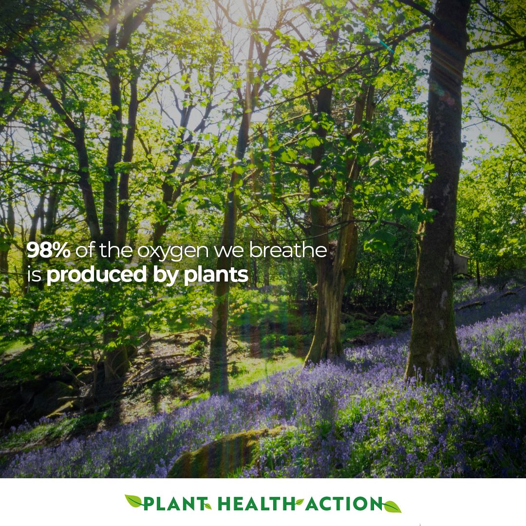 🌱It's National #PlantHealthWeek! Did you know? Plants produce 98% of the oxygen we breathe. Let's ensure their health to safeguard our own! 🌿 #PlantHealthDay @DefraGovUK @APHAgovuk