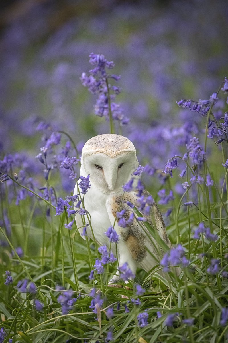 Dropping in on the last of the bluebells season. #fsprintmonday #sharemodays2024 #WexMondays #barnowl #ThePhotoHour #bluebells @CanonUKandIE @AP_Magazine