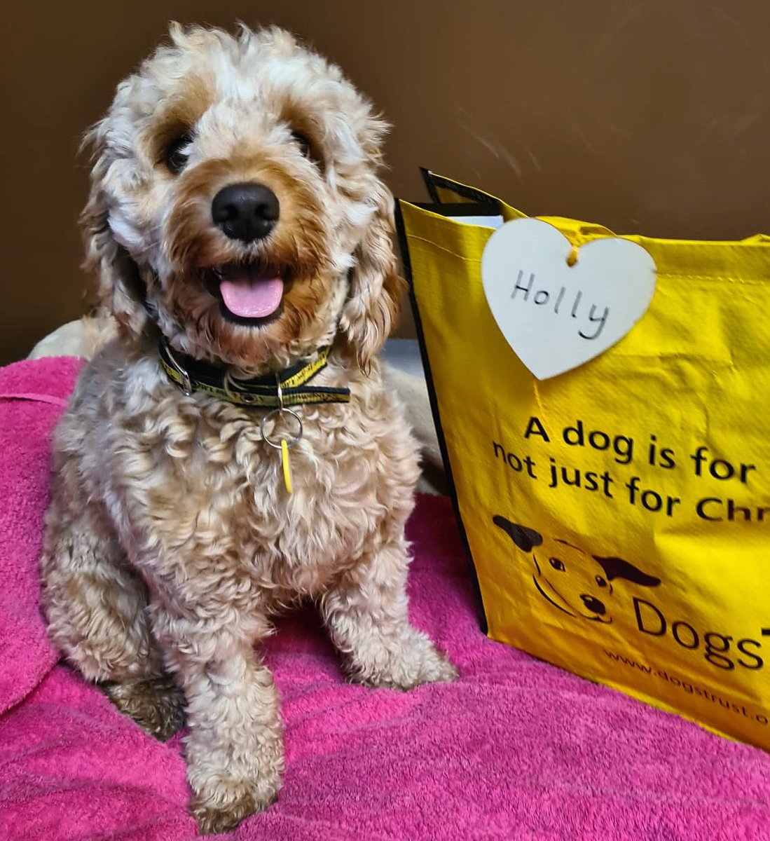 No Monday blues here for the darling Holly!🐶 She has had a supaw busy morning helping her foster carer pack her bags 💼 & after a wave of the paw, off she trotted ready to embark on this next chapter of her happy-ever after🌟🥰

@dogstrust 
#AdoptDontShop
#ADogIsForLife
#foster