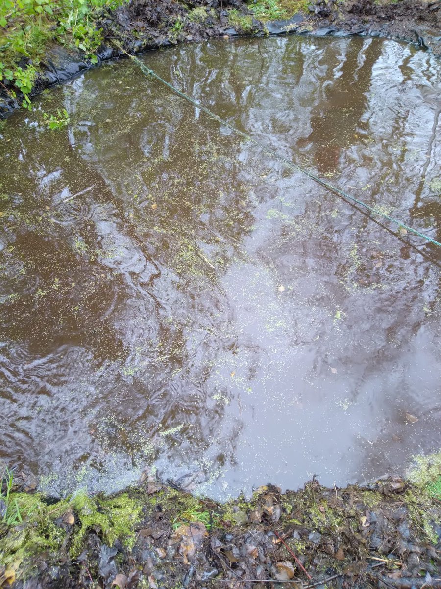 Our #Llanidloes #StandforNatureWales group helped clear a pond of duckweed at Ash & Elm Horticulture to allow more oxygen and sunlight to reach the pond-dwelling wildlife. 🐸

We moved the nets in gentle motions and only took pondweed from the surface to minimise any disturbance.