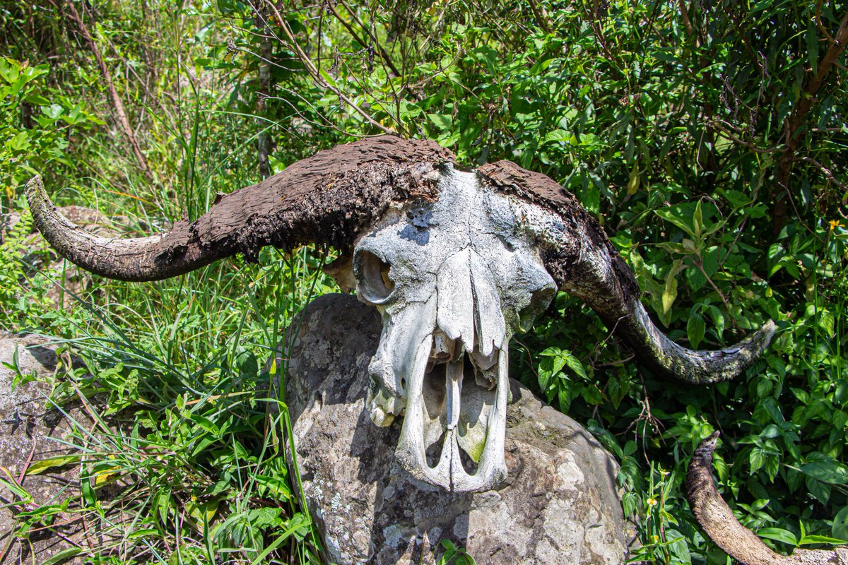 Nilianza na Safari ya kutembea kwa Miguu na hapa nikapata historia ya mafuvu haya ya Nyati, ambapo picha ya pili ilikuwa ni Nyati dume kulingana na kuwa na pembe kubwa zilizopinda na picha ya tatu ni nyati jike, Tembelea Hifadhi ya Taifa ya Arusha #Localtourtz 📸 @fredynjeje