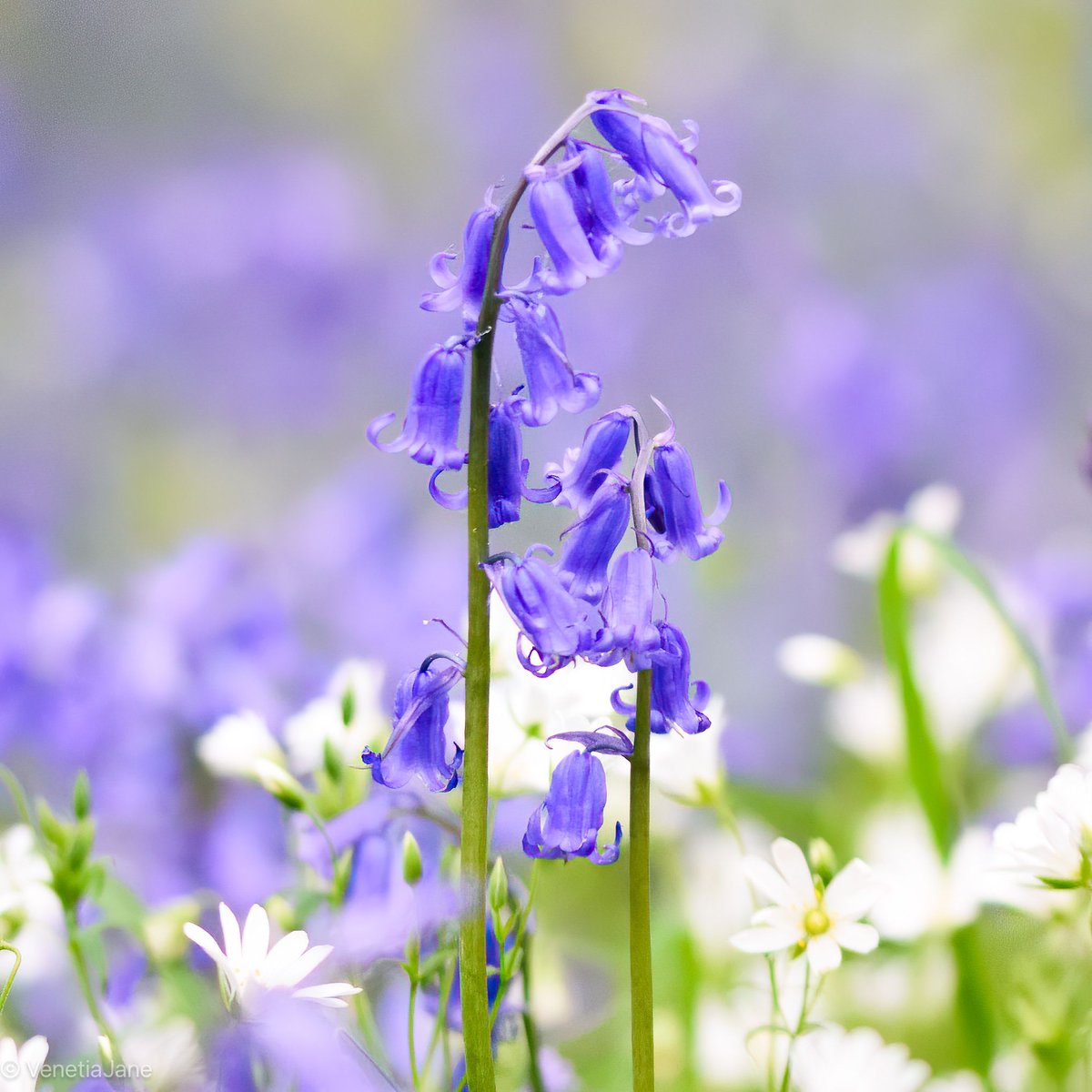 In her book ‘The Garden of the Nightingale’, Minnie Aumônier (1865-1952) describes bluebells as the “joybells of Spring” that “spread their carpet of delight”, and I couldn’t agree more! #nature #wildflowers