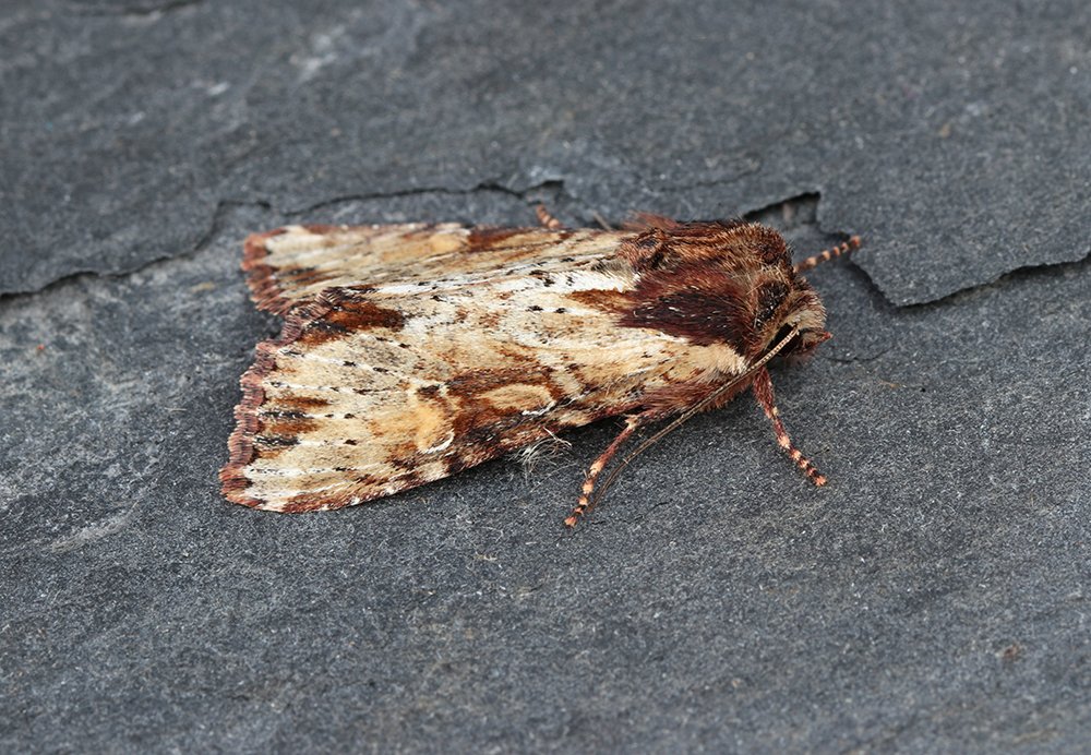 St Mellion cont. Nine species were new for the year - Sandy Carpet, Rivulet, Dark-barred Twin-spot Carpet, Grey-pine Carpet, Foxglove Pug, Purple Bar, Clouded Silver, Yellow-barred Brindle and Clouded Bordered Brindle. 2/4