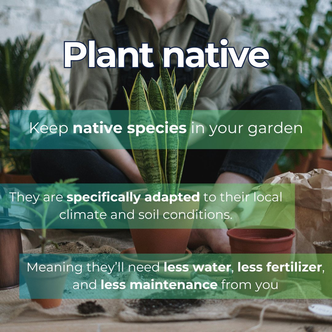 CircularInfluen's tweet image. 🍃🍃 Take into account these practices to make your life more sustainable 🍃🍃

🪴 Plant Native
🌊 Reuse water
🛠 Upcycle

#SustainableLiving #Sustainable #UpcycleRevolution