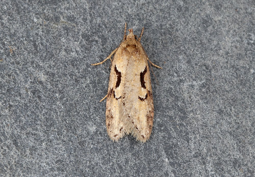 A brilliant night in St Mellion, Cornwall, with 118 moths of 46 species recorded. The highlight was a new for garden Semioscopis steinkellneriana, which looks to be a new 10km square for the species... 1/4