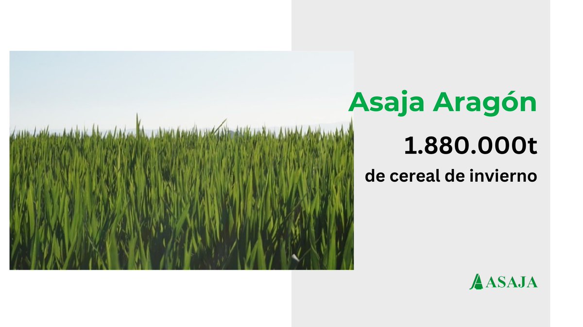 🌾1.880.000t de cereal de invierno Estas son las previsiones de #Asaja Aragón: Una cosecha de cereal invierno desigual marcada por la sequía y a expensas de los daños por los fríos de final de abril 👉ow.ly/Ri6950Rx8CN @AsajaHuesca #AsajaZaragoza #AsajaTeruel