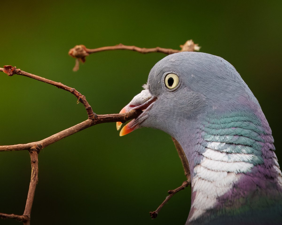 It's teamwork at its finest! The male wood pigeon gathers nesting materials while the female weaves them together.🔨 Front row seats as the nest is in the neighbours garden 🤩 #greatteamwork #birds #nature
 #love #photography #ThePhotoHour #MondayMotivations