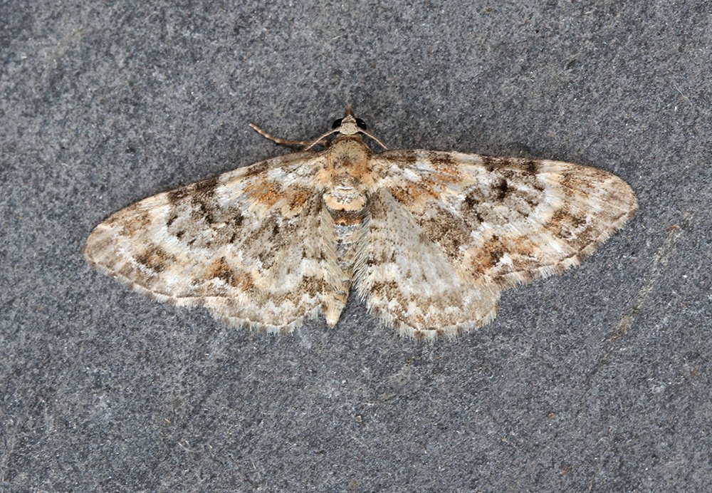 St Mellion cont. 2 Small Phoenix, Streamer, 3 Shoulder-stripe, 3 Brown Silver-lines, Scorched Carpet, 3 Peppered, Waved Umber, 2 Scallop Hazel (including this dark form), Buff-tip, Great Prominent, Swallow Prominent, 6 Pebble Prominent & 7 Muslin Moth 4/4