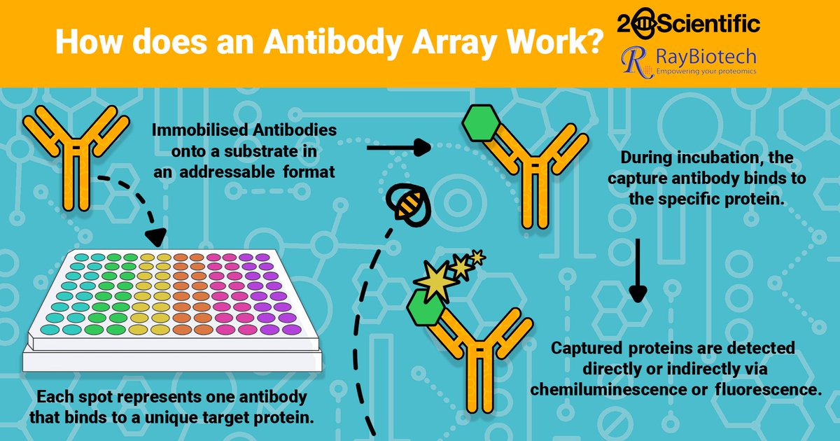 2BScientific (@2bscientific) on Twitter photo Introducing our new <a href="/RayBiotech/">RayBiotech</a> range!
RayBiotech have an extensive range, including #arrays, #immunoassays, and related reagents for efficient analysis of proteins involved in many workflows.
Learn more about RayBiotech's cutting-edge range below 👇
2bscientific.com/suppliers/RayB… Introducing our new <a href="/RayBiotech/">RayBiotech</a> range!
RayBiotech have an extensive range, including #arrays, #immunoassays, and related reagents for efficient analysis of proteins involved in many workflows.
Learn more about RayBiotech's cutting-edge range below 👇
2bscientific.com/suppliers/RayB…
