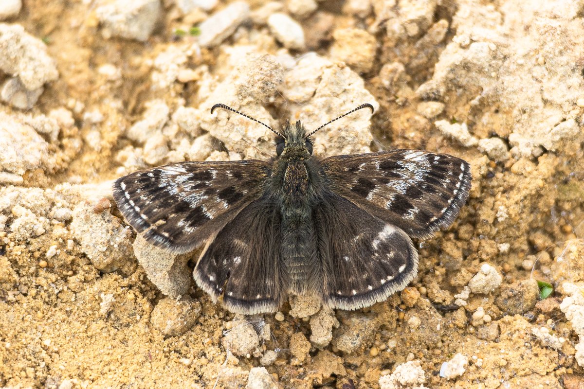 Old Sulehay NR is one of my happy places. Scents of damp earth, Hawthorn blossom and Wild Garlic in the wood Dingy Skipper, Grizzled Skipper and Green Hairstreak #Butterflies in the quarry A spring soundtrack of Cuckoo,Nightingale, Garden and Willow Warbler @wildlifebcn