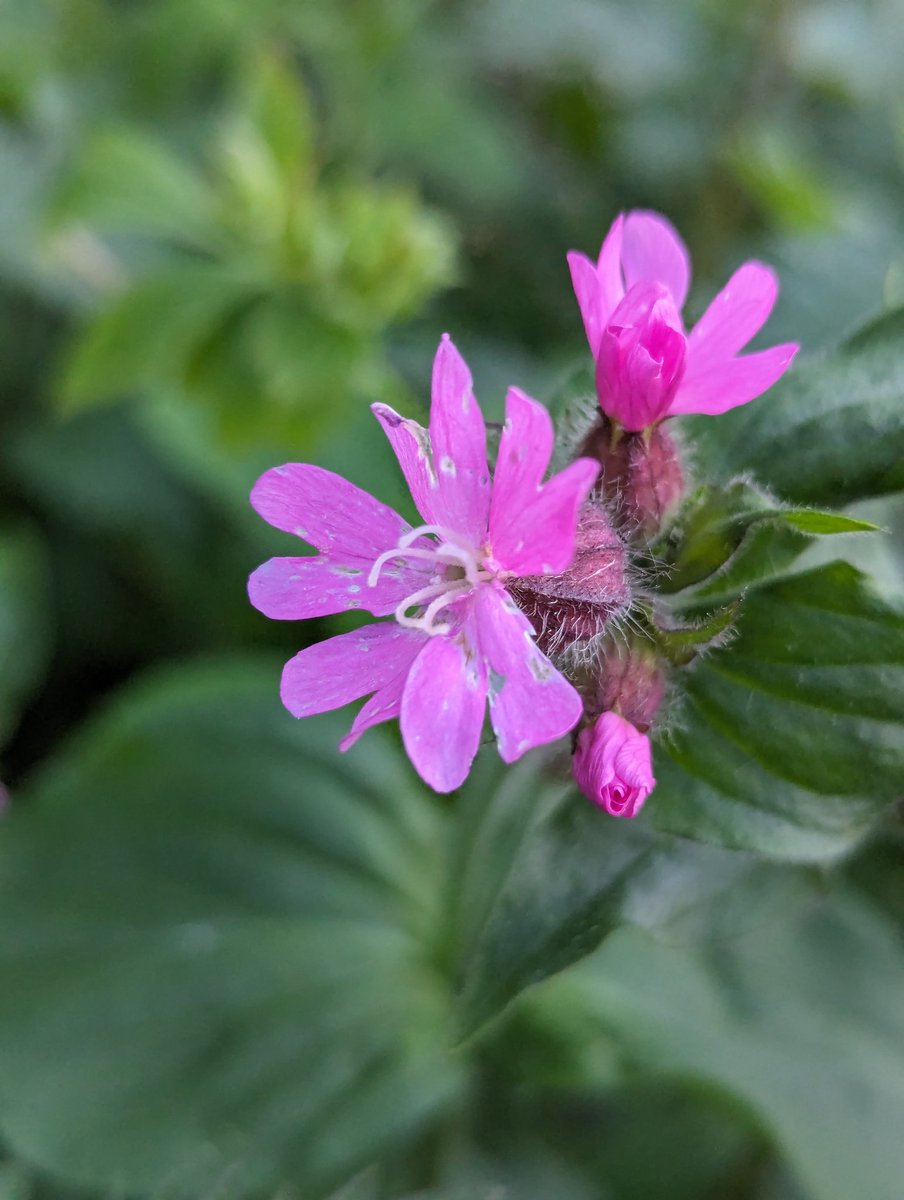 Red campion! Take a closer look because plants can be

- male, with ten stamens (left)
- female with five styles (right)

Have a count and see how many of each you can find in a pink patch!