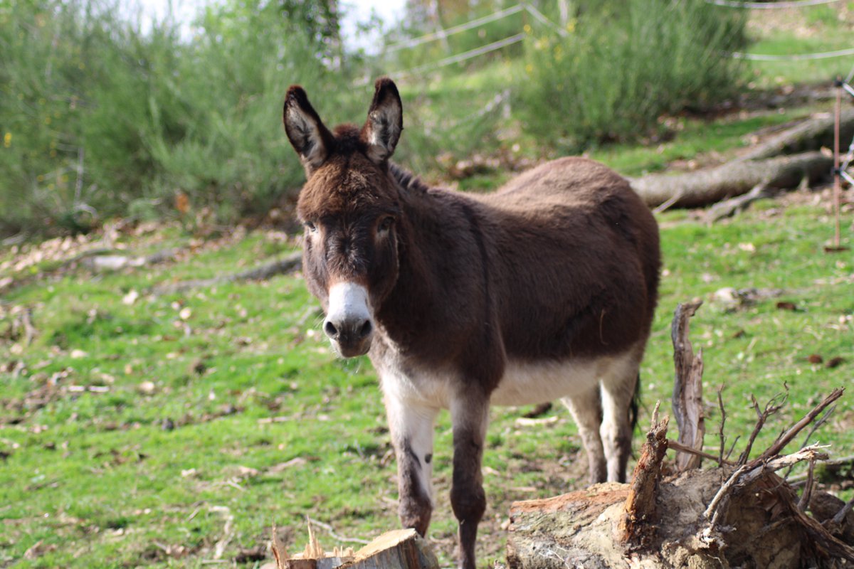 RifugioAsinelli's tweet image. Diventando Teamer per il Rifugio, aiuterai tutti gli amici dalle lunghe orecchie con un piccolissimo contributo di 1 euro al mese.
Aiutaci ad aiutarli: bit.ly/3ry631E 🥰🐴