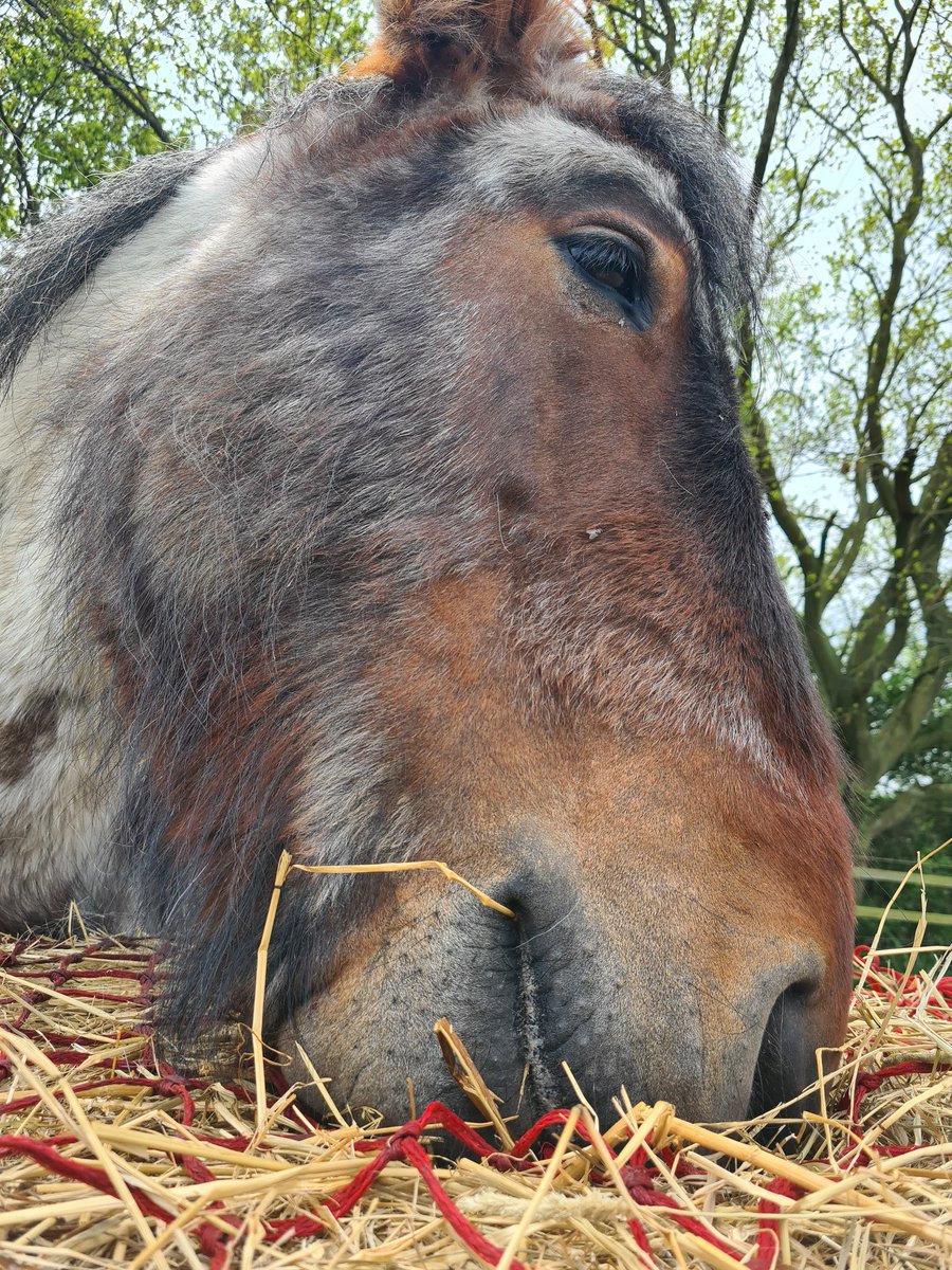 Hay hay, it's May already!! (See what i did there) Hope your all keeping well. Much love, Albert 🐴 xx