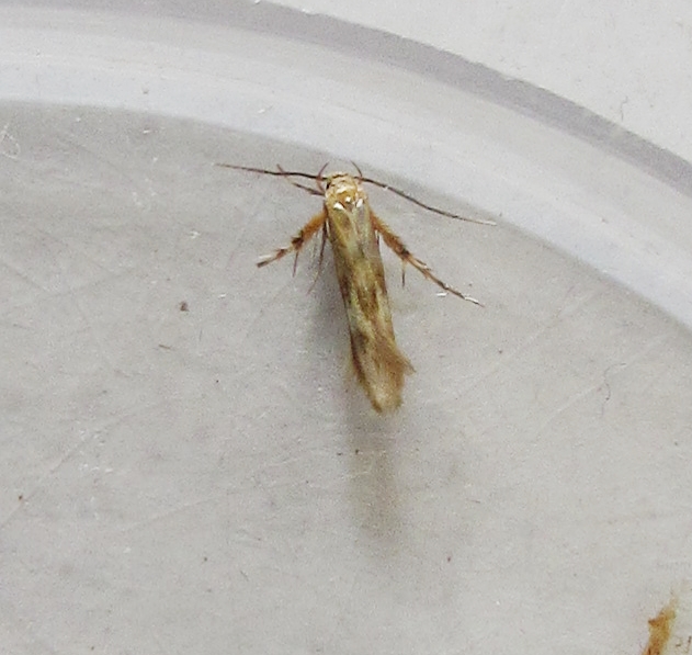Knot Grass a FFY from the Broadwey trap and another failed image of the Pachyrhabda Steropodes.