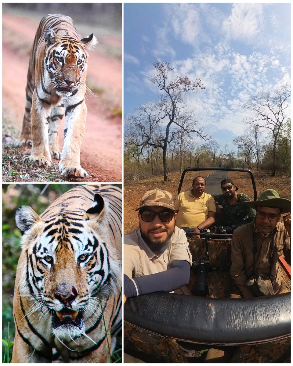 Signing off from Tadoba Photo Tour with 7 individual Tigers🐅 sightings, 1 leopard 🐆, 1 sloth bear 🐻, a lot of birds 🐦, many other mammals 🦌with great learnings & memories. 📸 Until next time 🙋‍♂️ #WildlifePhotography