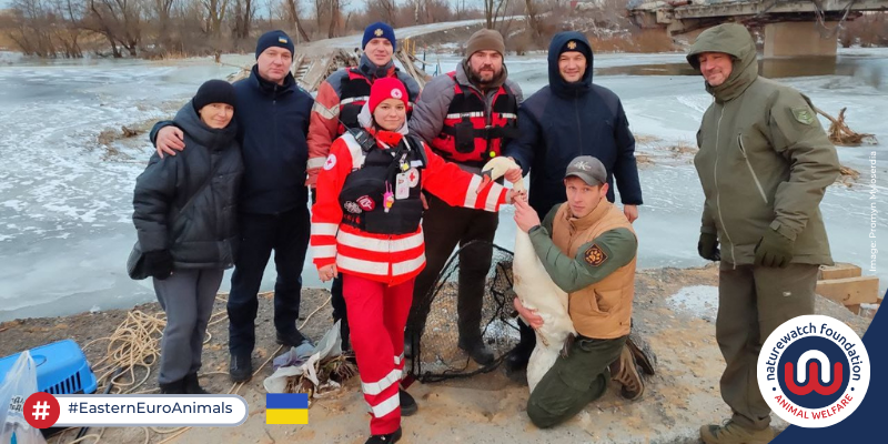 🦢 Our partner in Kupyansk & Kharkiv Animal Rescue rescued an injured swan – by bus! 🚌 They need a proper vehicle that can handle damaged roads so, thanks to our supporters, we're co-funding a van to reach more animals. Get updates: naturewatch.org/mailing-list/ #EasternEuroAnimals