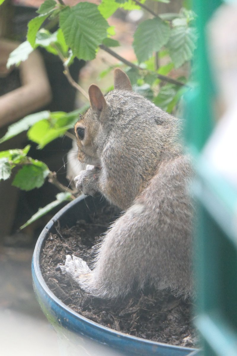 'What? Did you just take a photo of my bottom?' #Squirrel affronted at the cheek of it. Digging in one of the planters they have permission. #squirrelscrolling