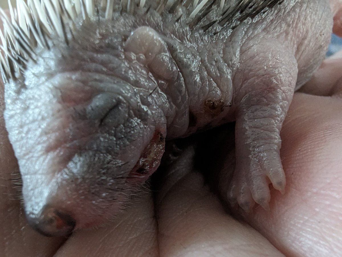 La blessure de #Faustin ne semble pas infectée. Elle va un peu mieux après les soins mais c'est très difficile de prédire son évolution dans un si jeune animal. Il est vif, il mange un peu et là, il dort dans ma main bien au chaud.