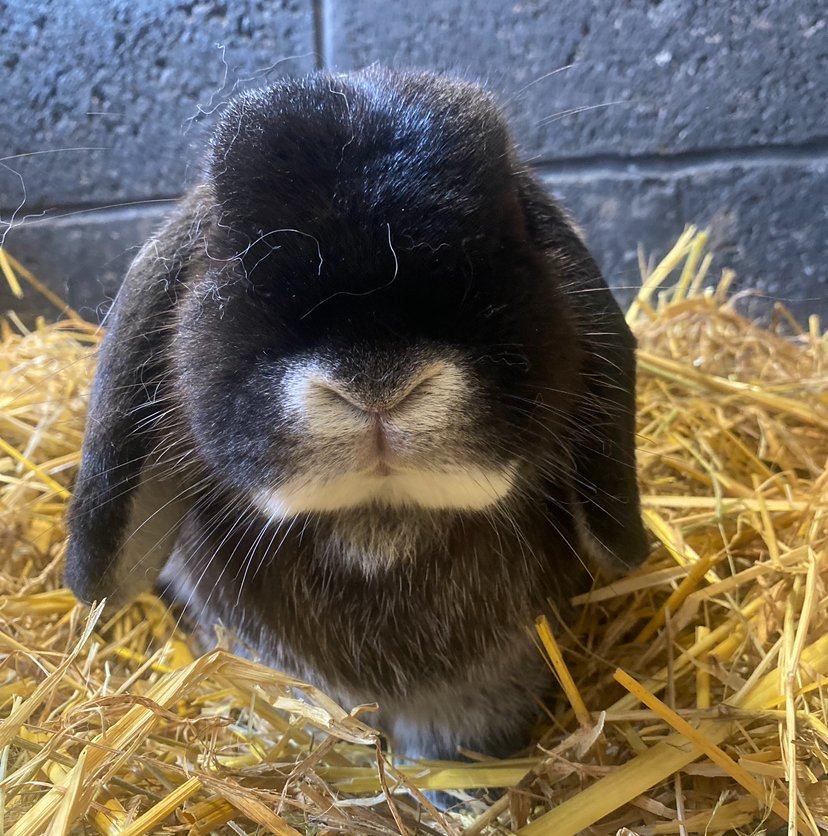 Our adorable bunnies like Morgan are running low on rabbit food right now. Our Amazon Wish List makes a huge difference to how we allocate our funds to other areas of the sanctuary by saving on things like feed. Thank you for your amazing support. 🐰🐇 amazon.co.uk/hz/wishlist/ls…