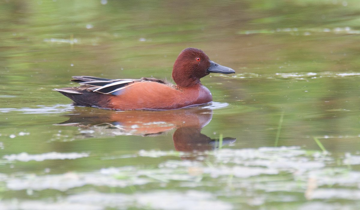 A great bank holiday weekend with Bluethroat in Tynemouth and this gorgeous Cinnamon Teal in a flooded dune slack at Bamborough. Provenance uncertain but lots of feel good factors. Next stop Fair Isle? 😊